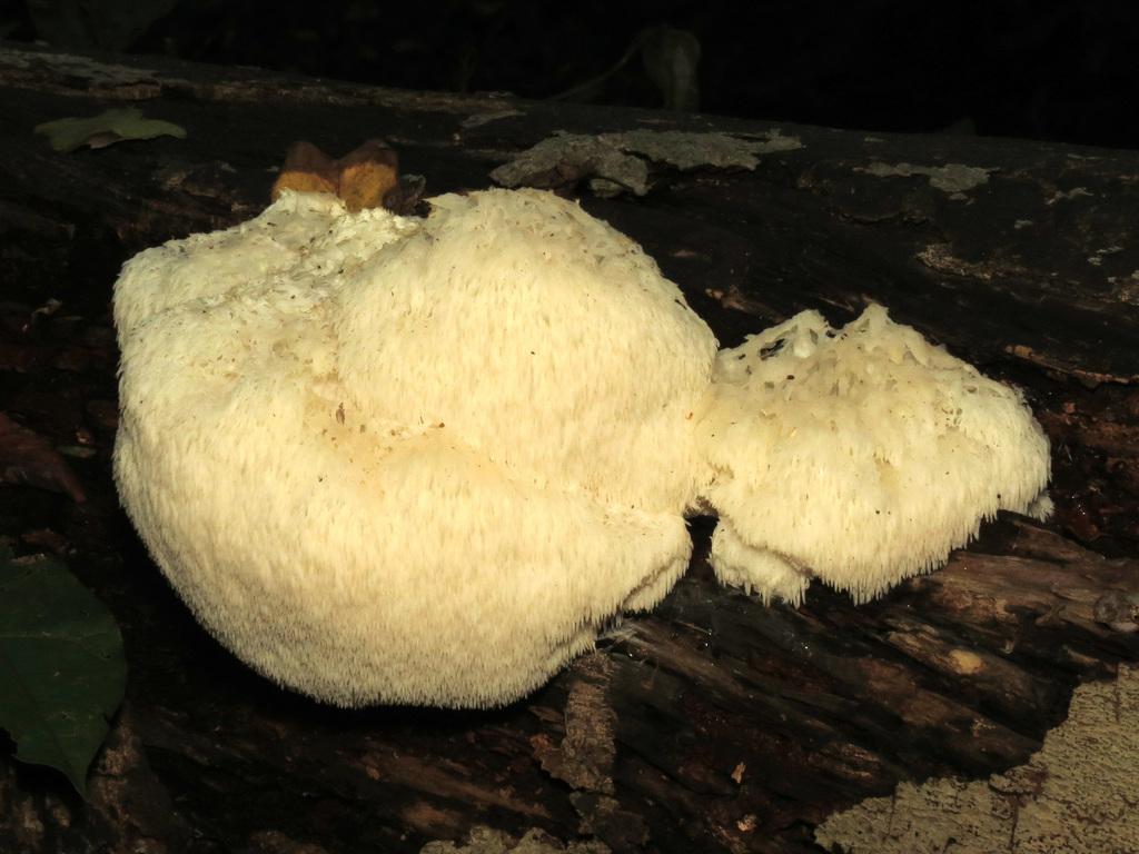 HERICIUM ERINACEUM EXTRACT 1