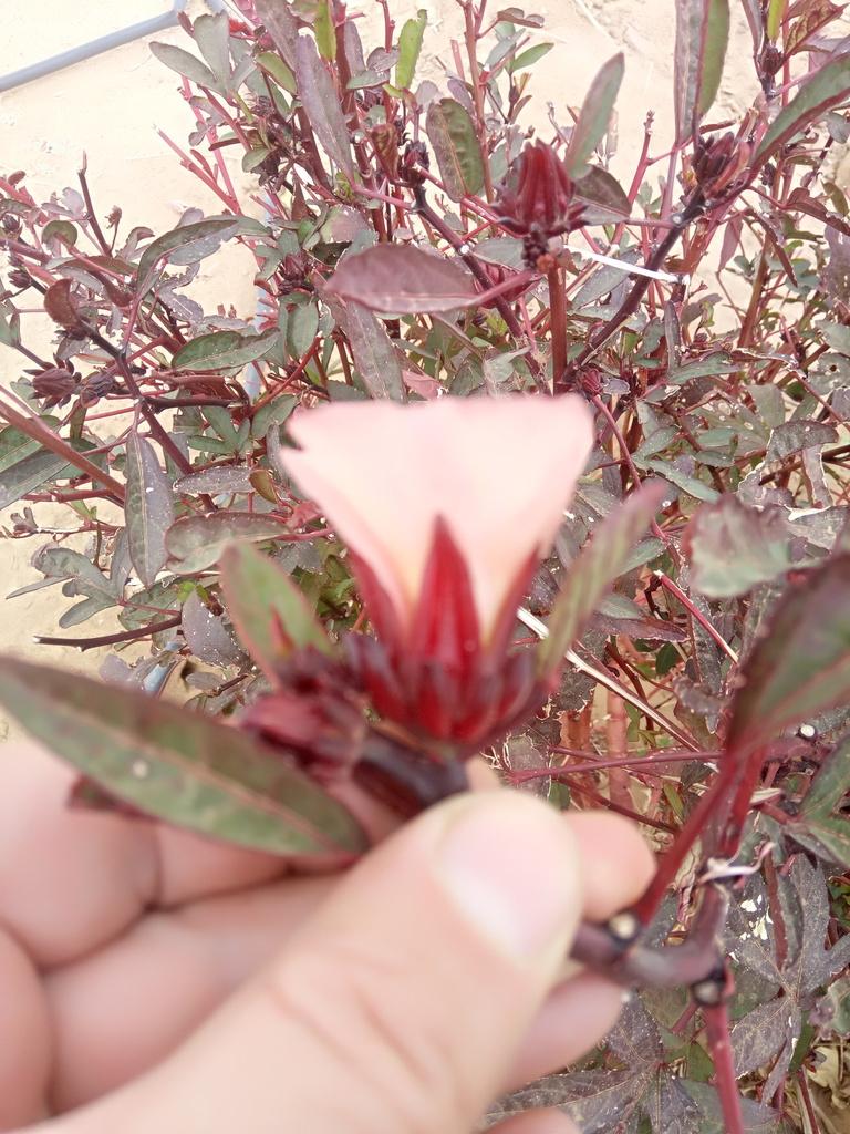 HIBISCUS SABDARIFFA SEED OIL 4