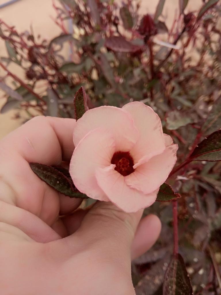 HIBISCUS SABDARIFFA SEED OIL 2