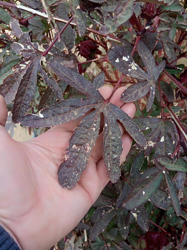 HIBISCUS SABDARIFFA SEED OIL 3