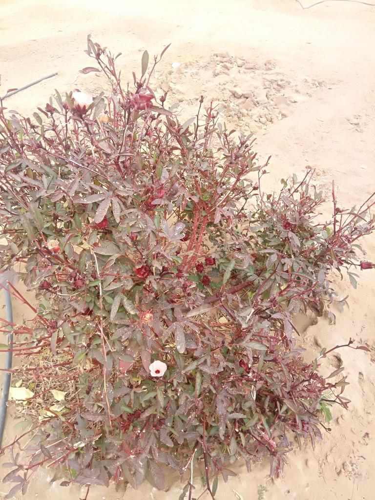 HIBISCUS SABDARIFFA SEED OIL 1