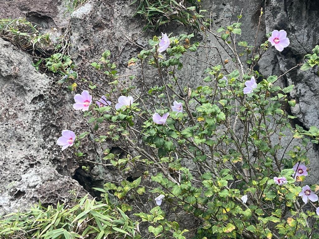 HIBISCUS SYRIACUS CALLUS EXTRACT 3