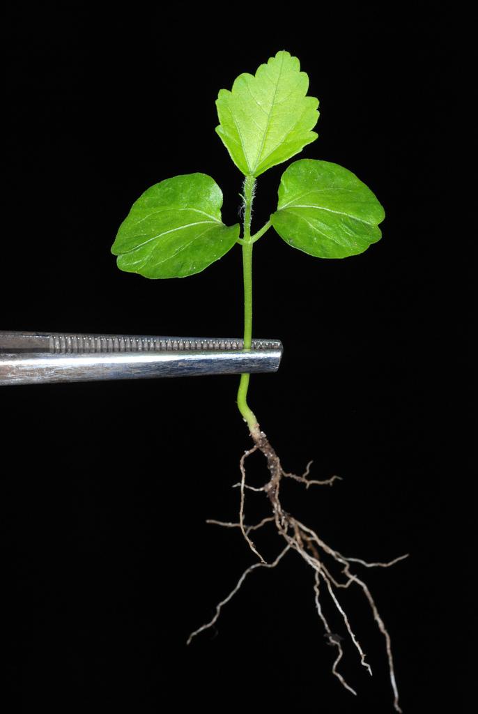 HIBISCUS SYRIACUS CALLUS EXTRACT 1