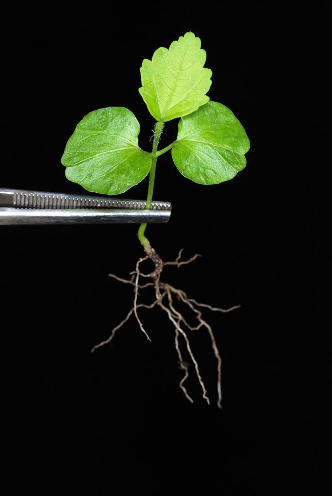 HIBISCUS SYRIACUS CALLUS EXTRACT 2