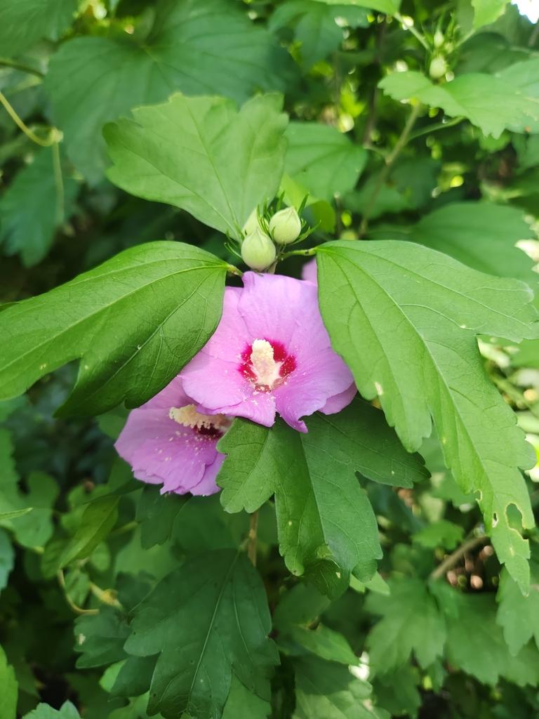 HIBISCUS SYRIACUS CALLUS EXTRACT 4