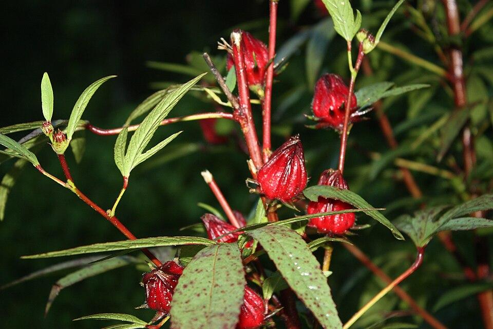 Hibiscus 2