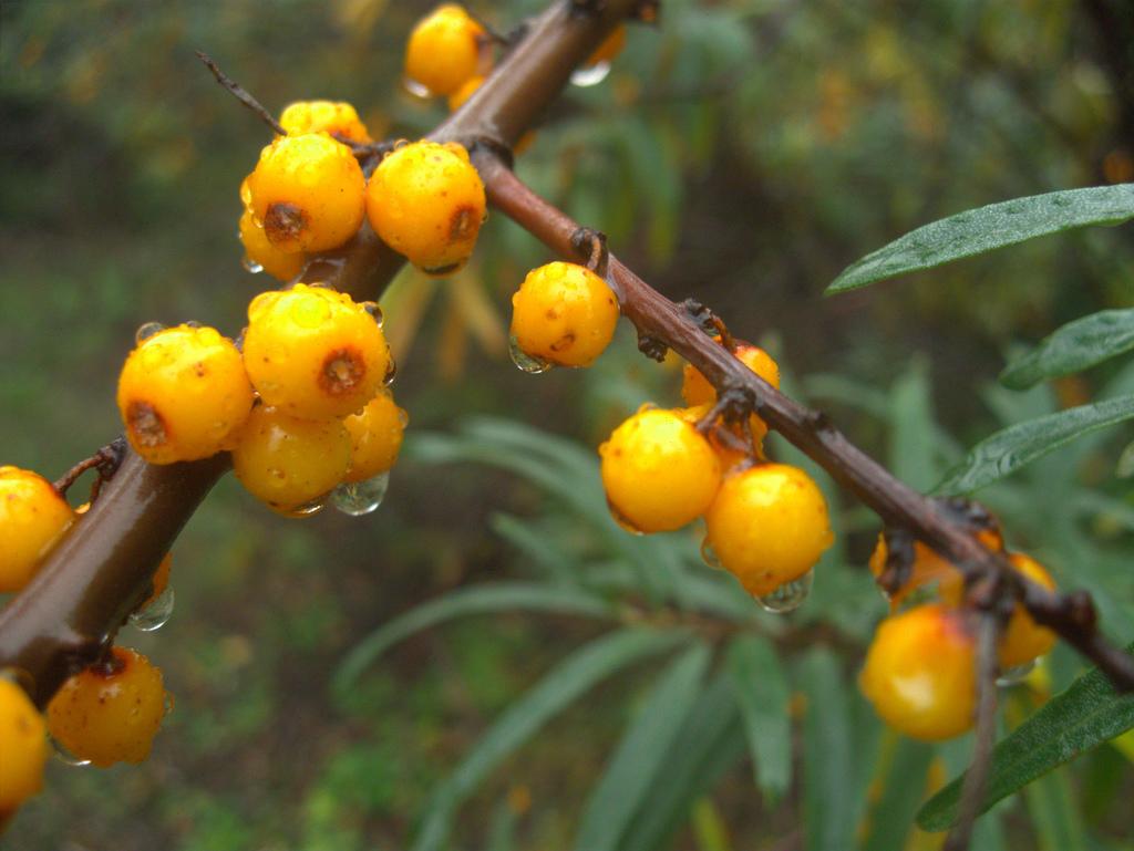 Hippophae Rhamnoides Fruit Extract 3