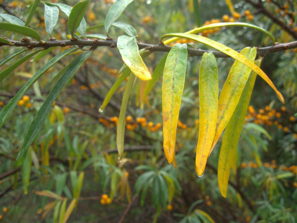 Hippophae Rhamnoides Fruit Extract 4