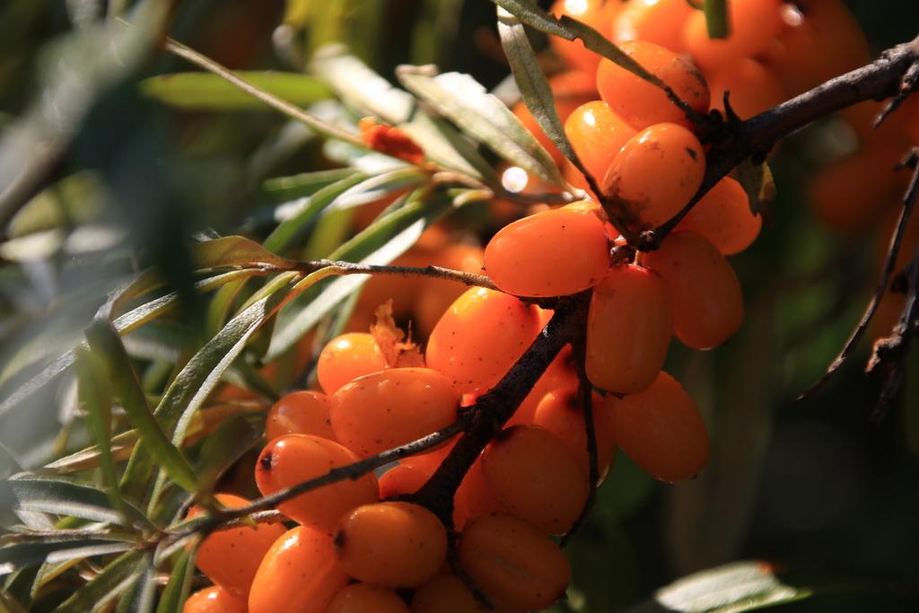 Hippophae Rhamnoides Fruit Extract 1
