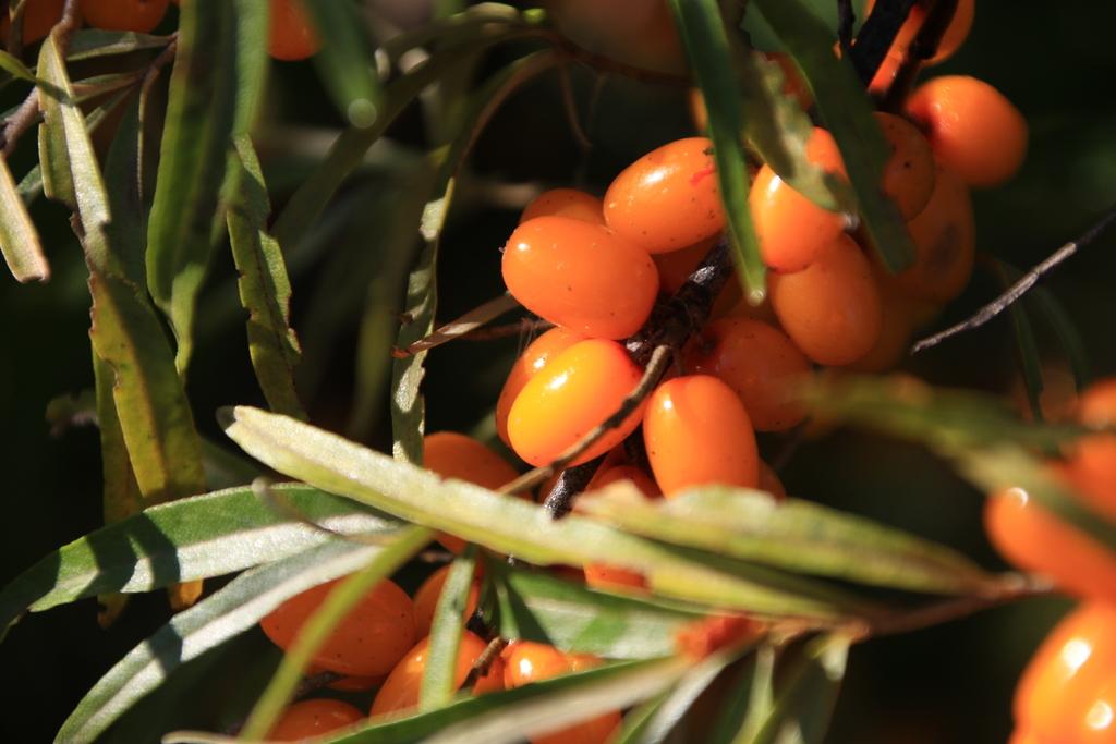 Hippophae Rhamnoides Fruit Extract 2