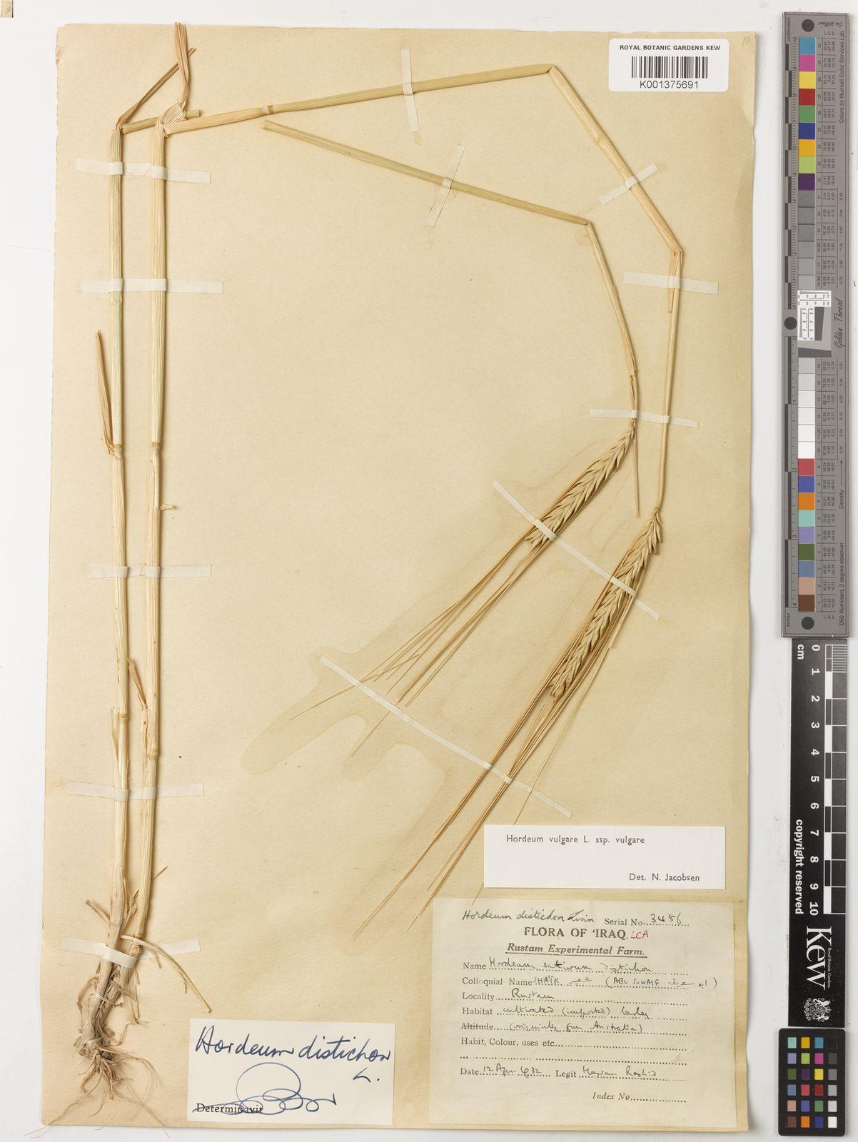 Hordeum distichon (Barley) seed flour 5