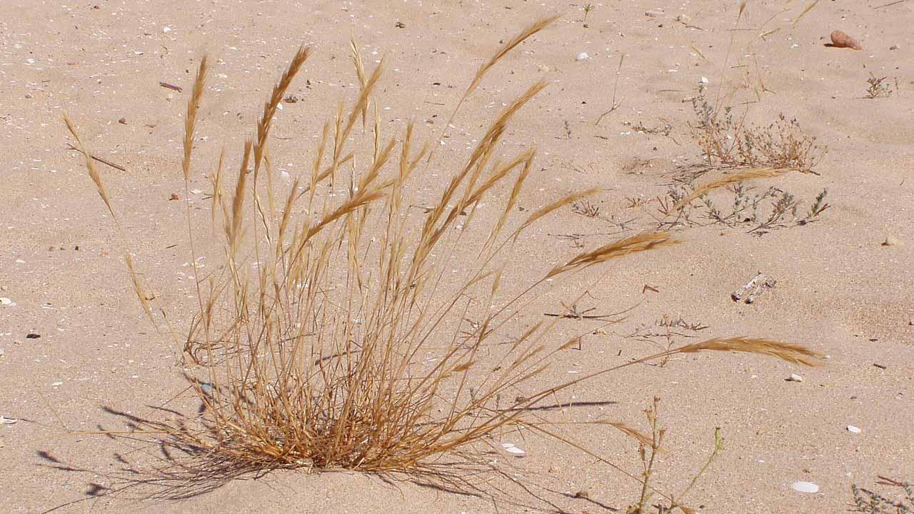 Hordeum vulgare extract 6