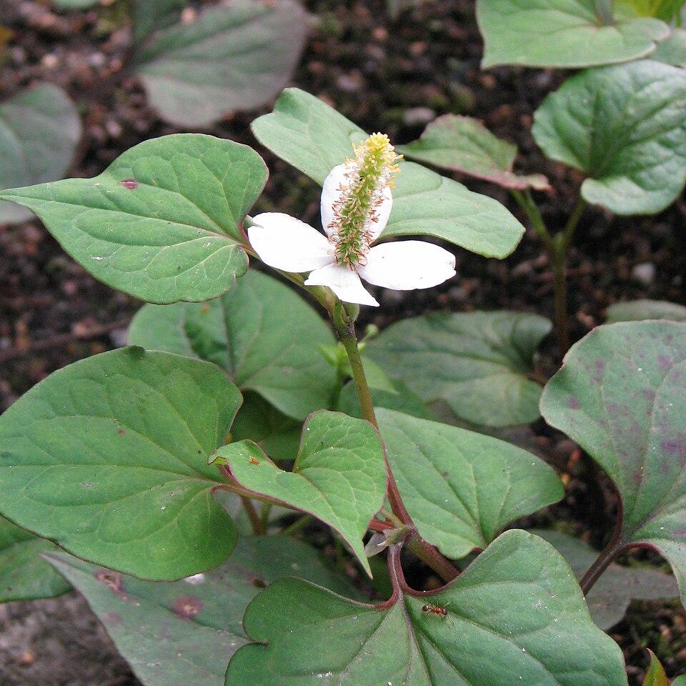 Houttuynia cordata flower/leaf/stem water 1