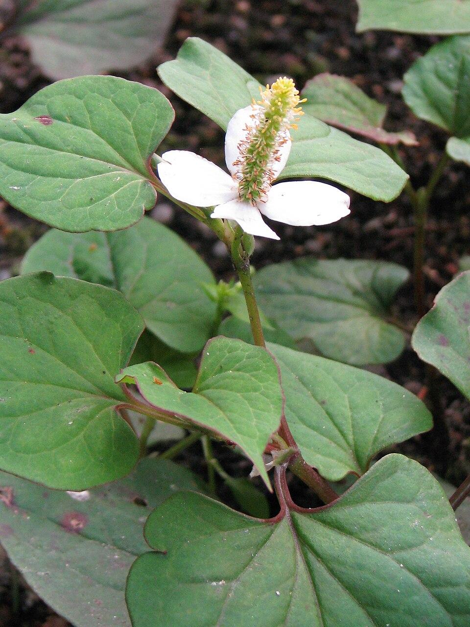 Houttuynia cordata flower/leaf/stem water 3