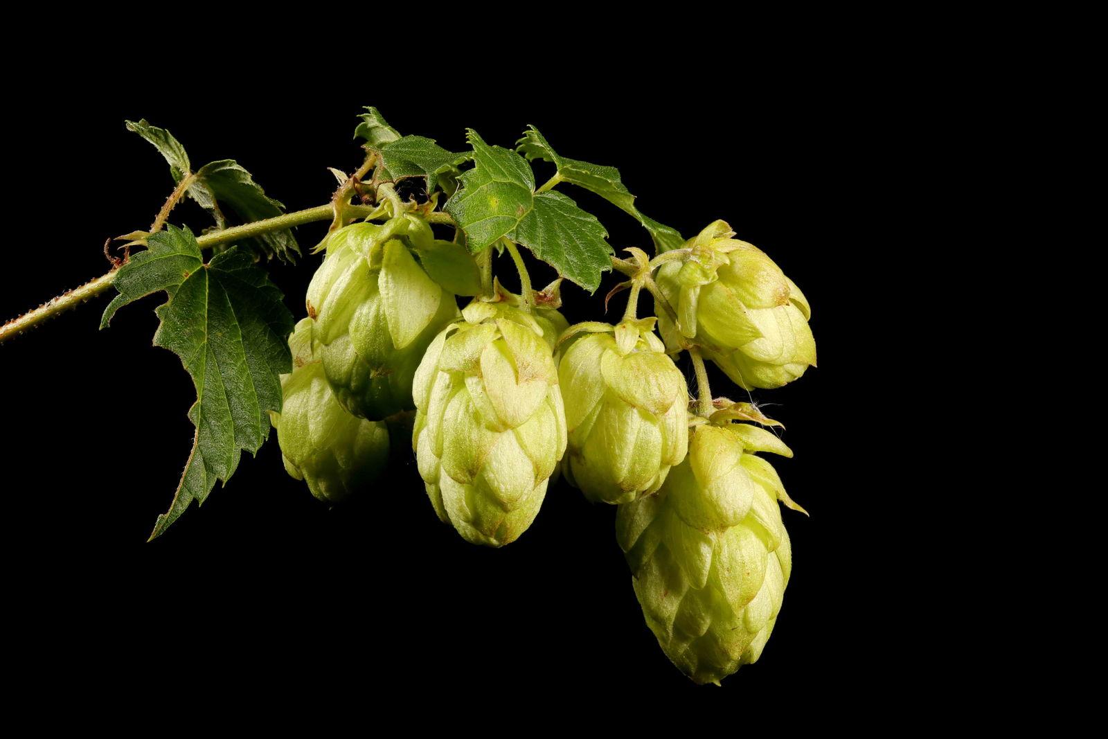 Humulus lupulus (Hops) extract 1