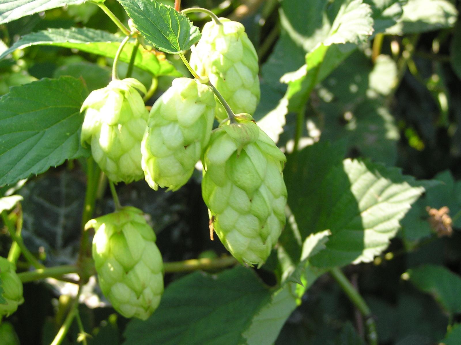 Humulus lupulus (Hops) extract 3