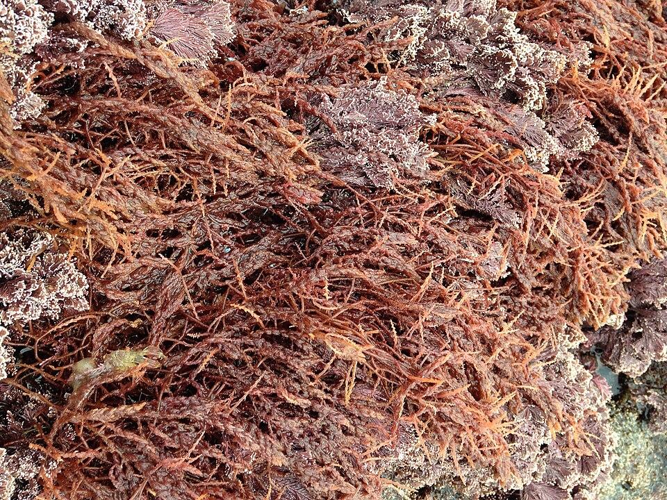 Hydrolyzed Asparagopsis Armata Extract 4