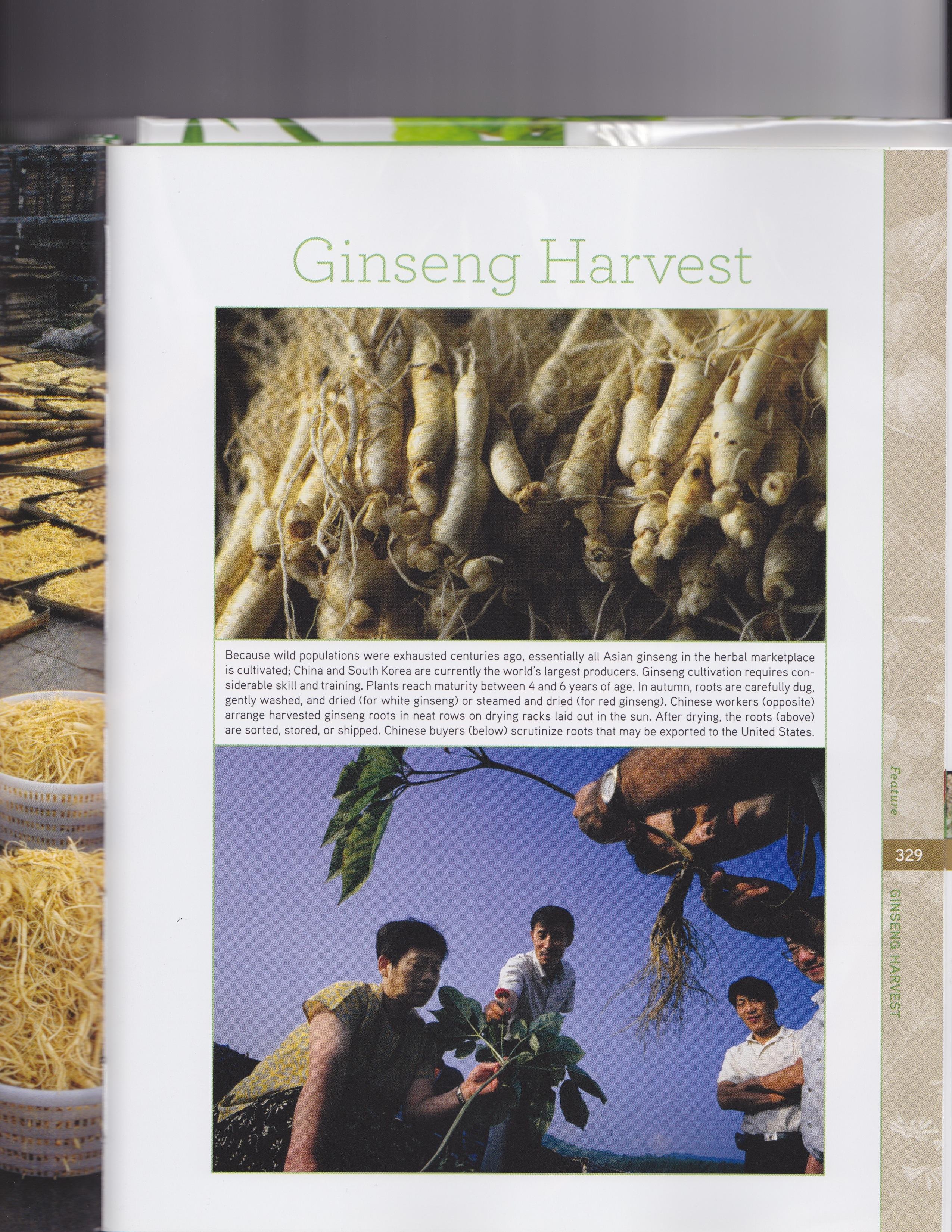 Hydrolyzed Ginseng Root 2