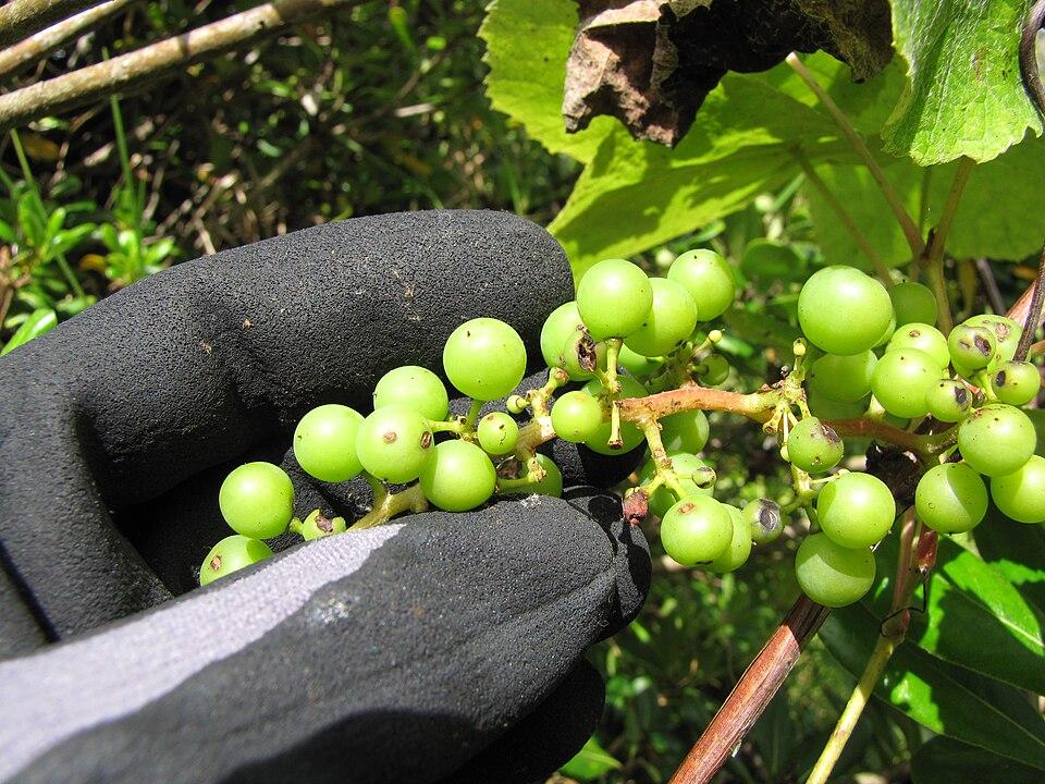 Hydrolyzed Grape Fruit 3