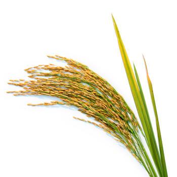 Hydrolyzed Rice Bran Protein 2