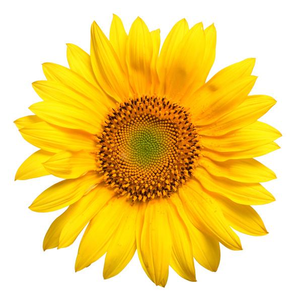 Hydrolyzed Sunflower Seed Wax 1
