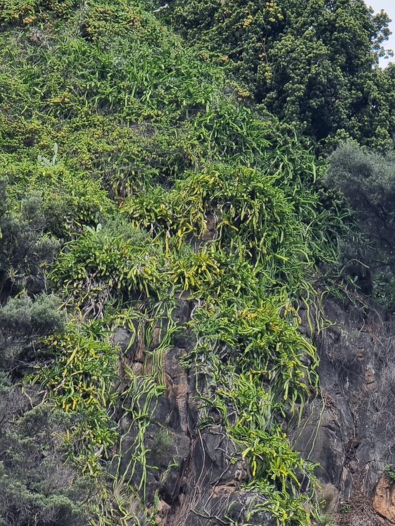 Hylocereus Undatus Fruit Extract 4