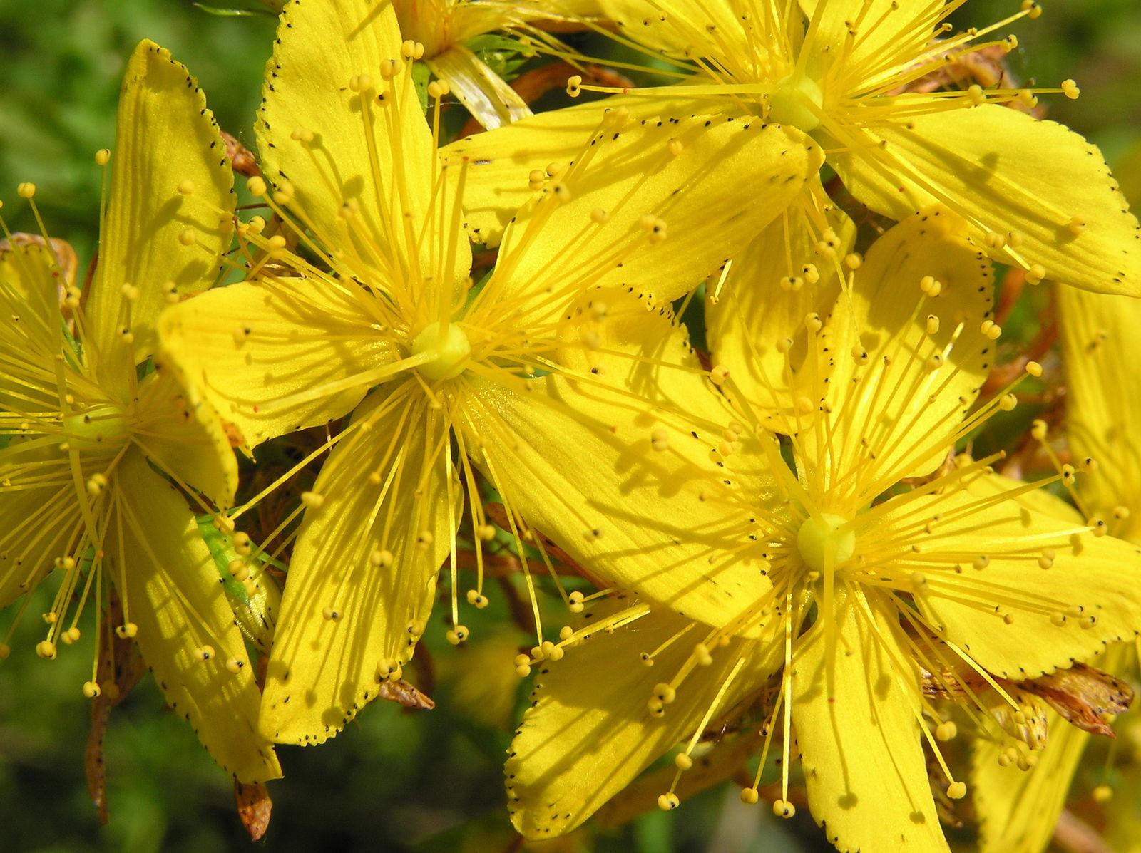 Hypericum perforatum flower extract 2