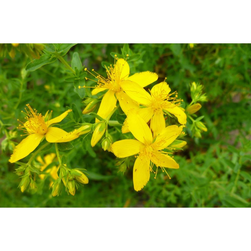 Hypericum perforatum leaf extract 5