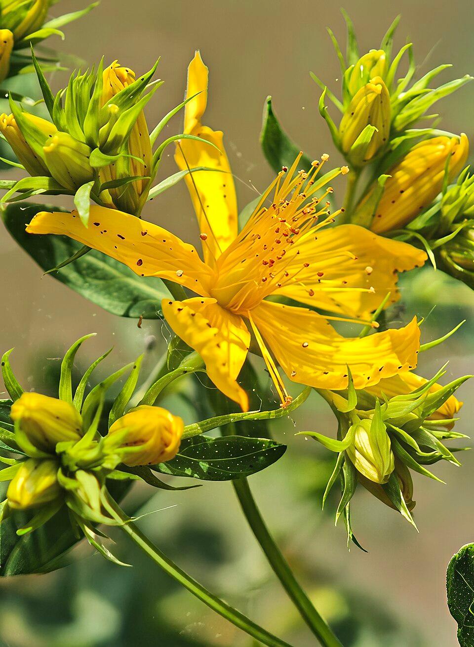 Hypericum perforatum leaf extract 1
