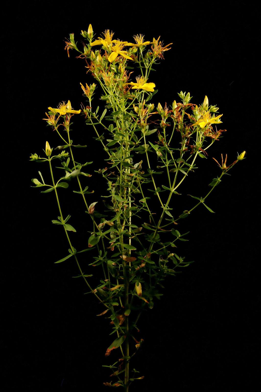 Hypericum perforatum leaf extract 3