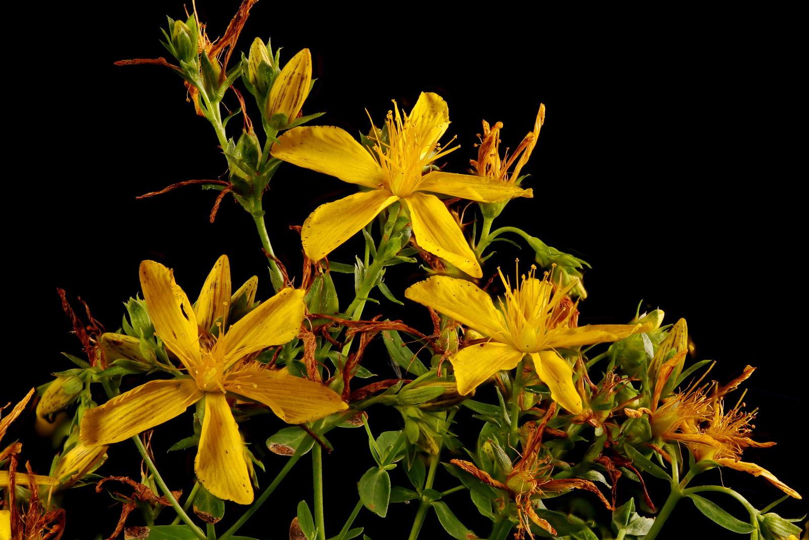 Hypericum perforatum leaf extract 4