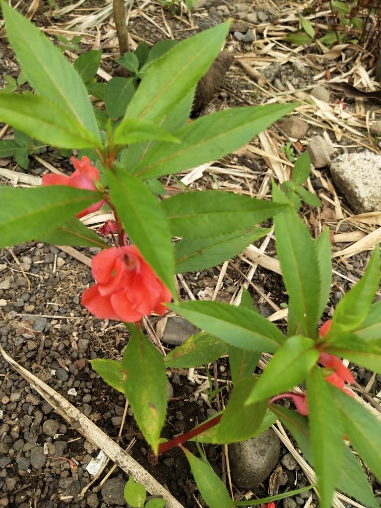 IMPATIENS BALSAMINA LEAF EXTRACT 1