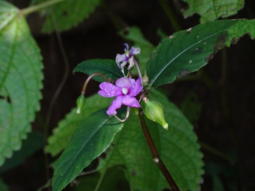 IMPATIENS BALSAMINA LEAF EXTRACT 3