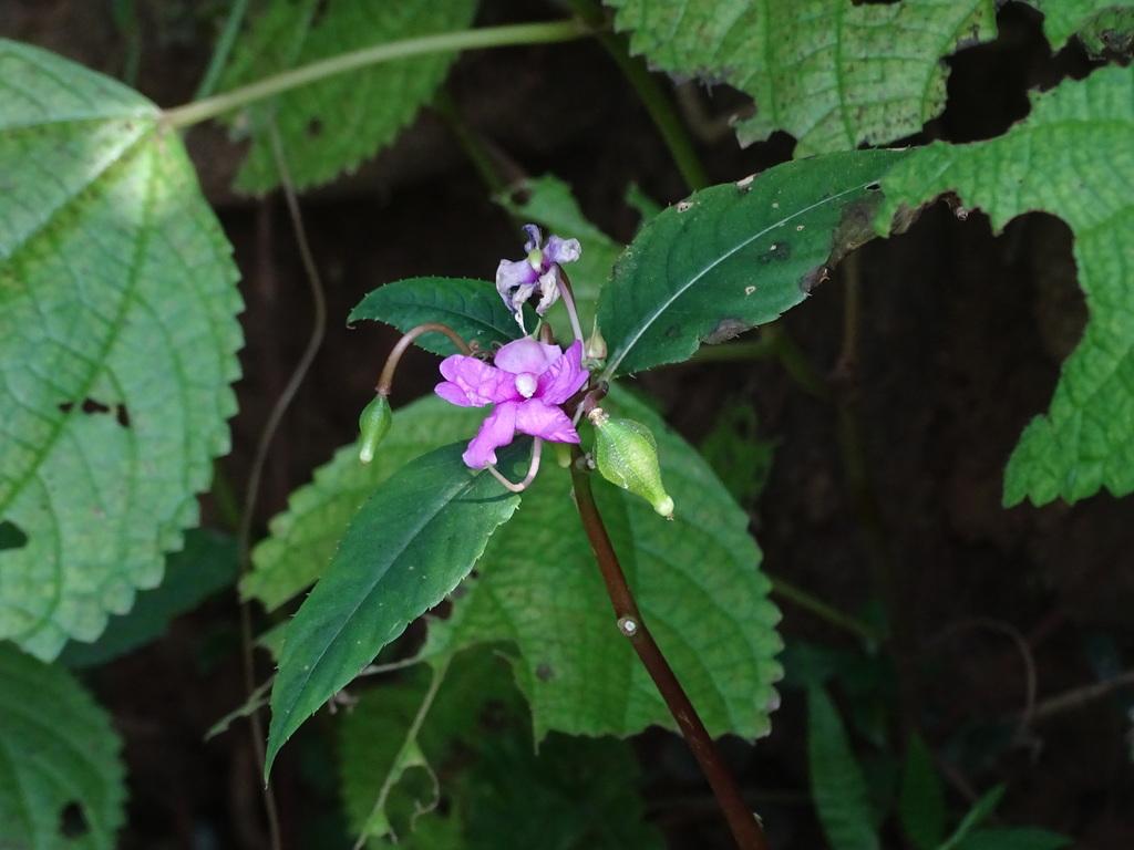 IMPATIENS BALSAMINA LEAF EXTRACT 4