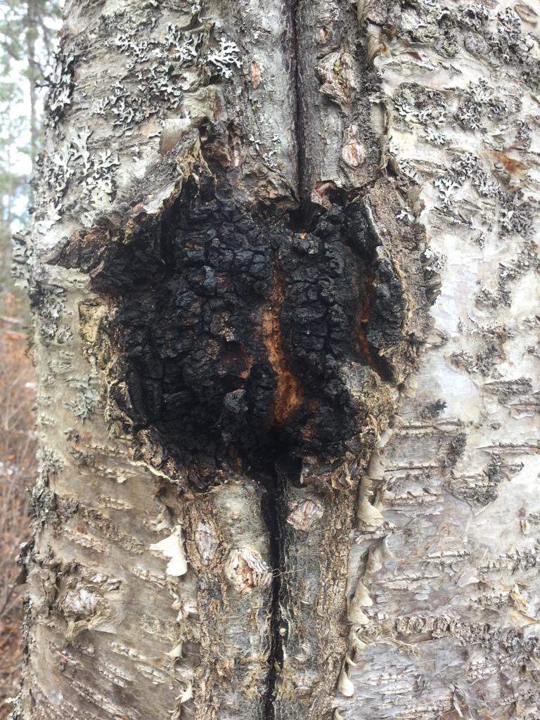 INONOTUS OBLIQUUS EXTRACT 2
