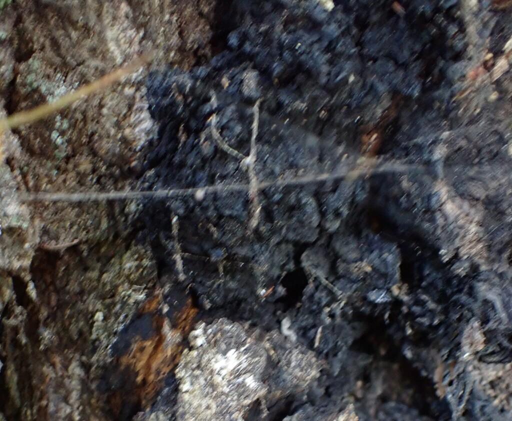 INONOTUS OBLIQUUS EXTRACT 4