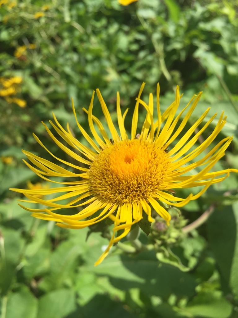 Inula Helenium Extract 1