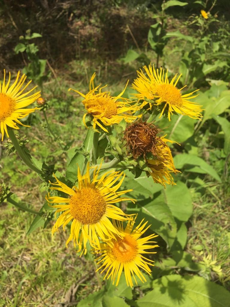 Inula Helenium Extract 2