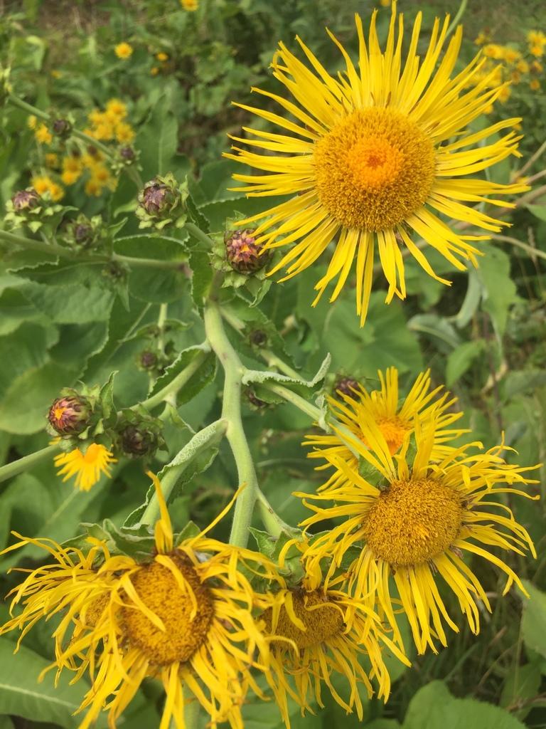Inula Helenium Extract 3