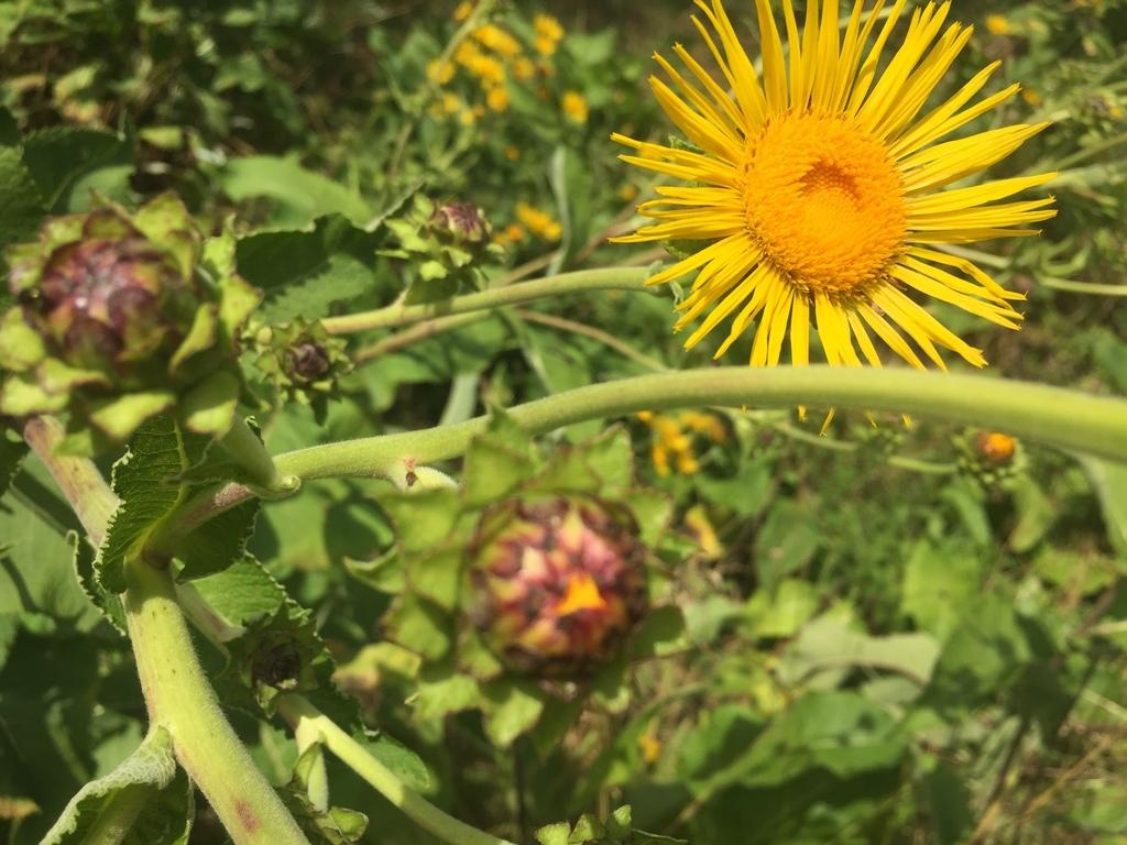 Inula Helenium Extract 4