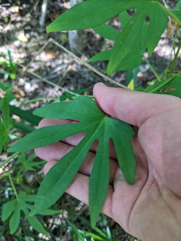 Ipomoea Digitata Tuber Extract 1