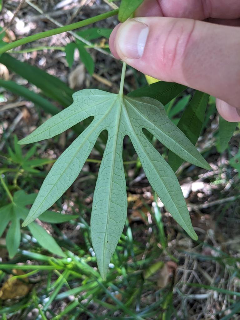 Ipomoea Digitata Tuber Extract 2