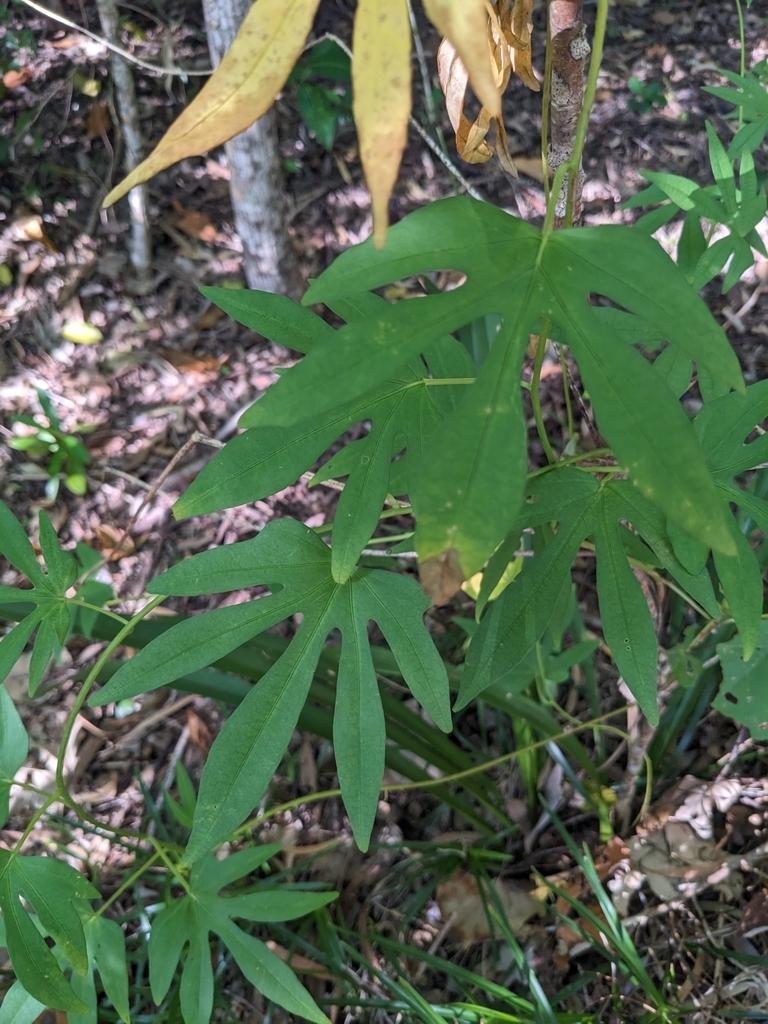 Ipomoea Digitata Tuber Extract 3