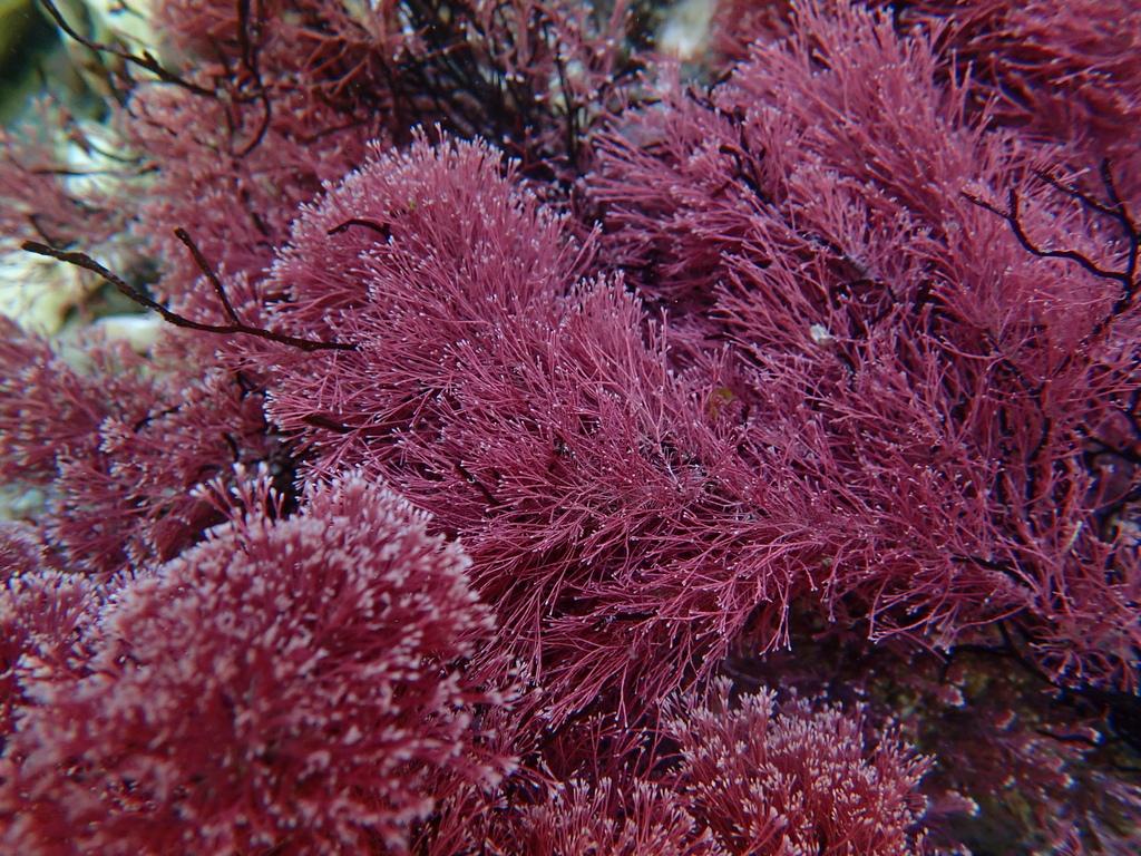 Jania Rubens Extract 3