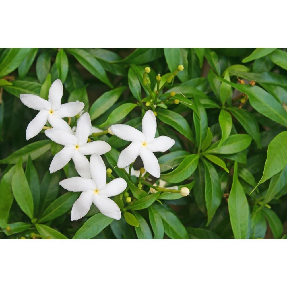 Jasmine Flower Extract 3