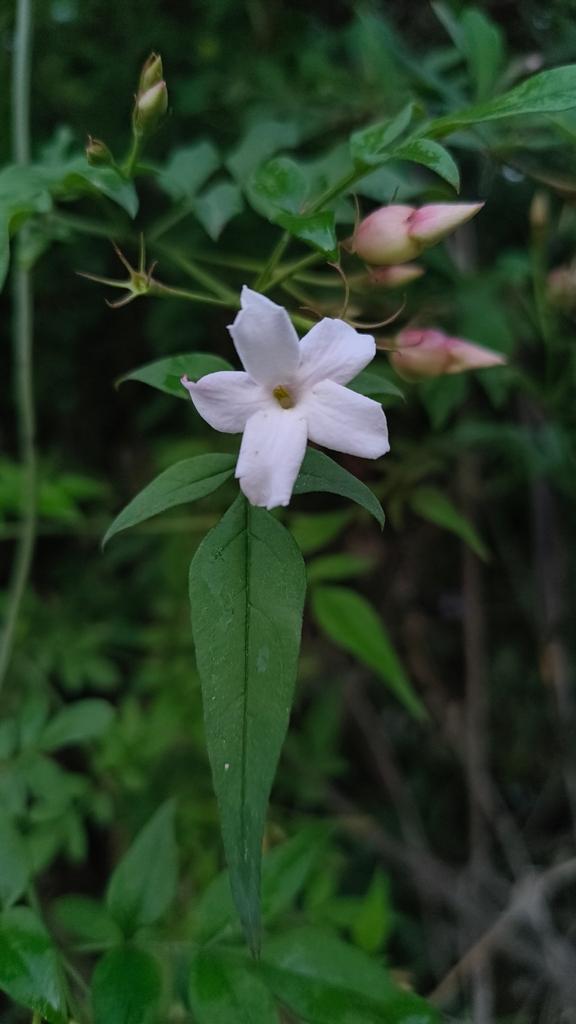 Jasminum Officinale Oil 2