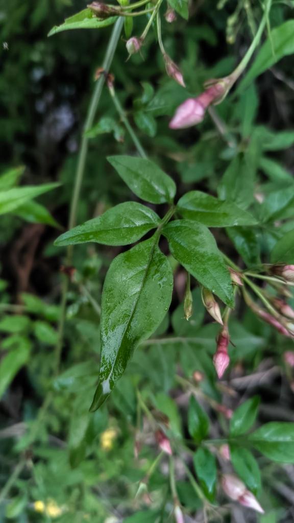 Jasminum Officinale Oil 3