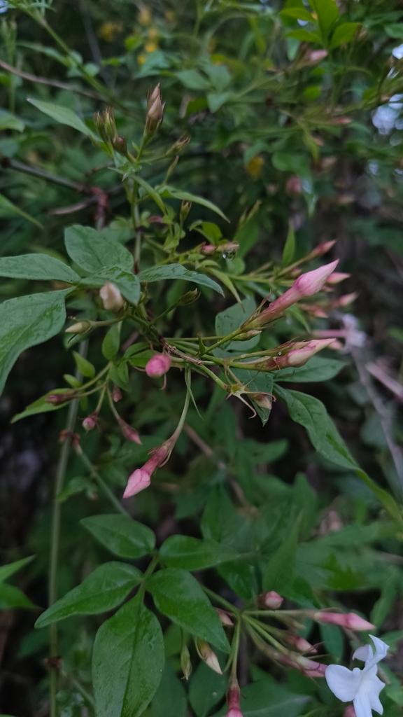 Jasminum Officinale Oil 4