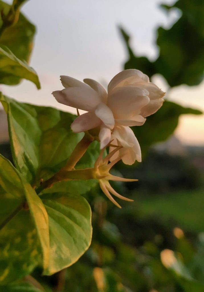 JASMINUM SAMBAC LEAF CELL EXTRACT 1