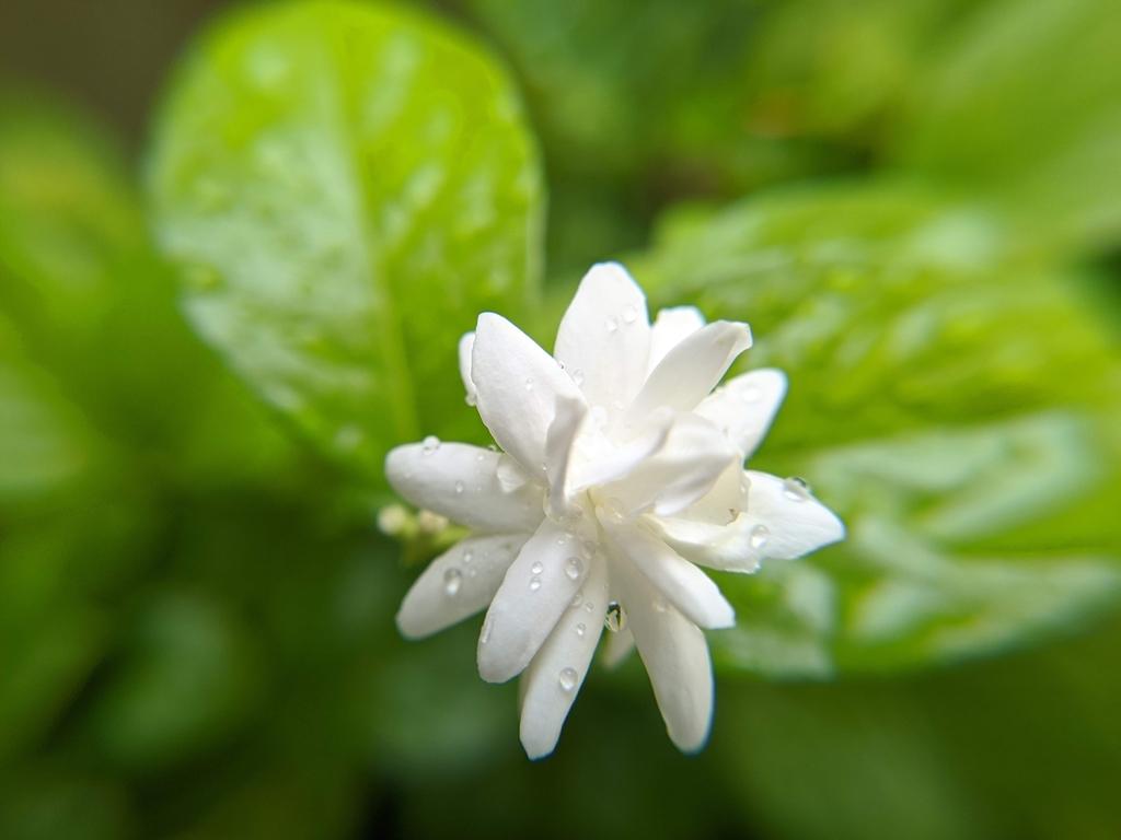 JASMINUM SAMBAC LEAF CELL EXTRACT 4